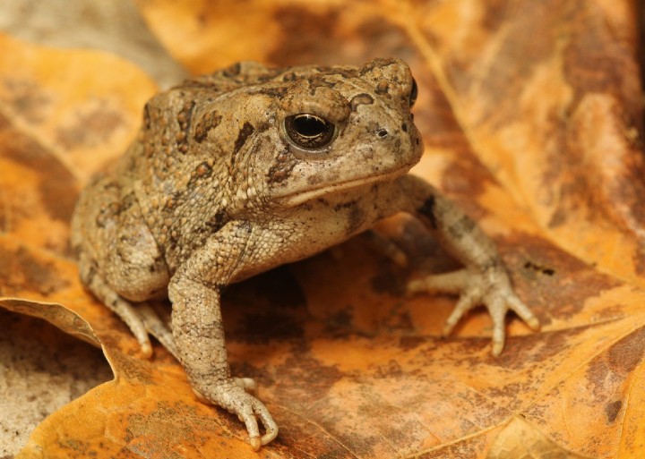 Fowlers Toad